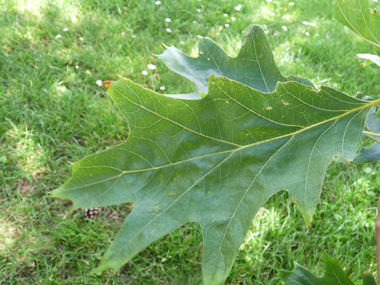 Grandes (12-20 cm) feuilles alternes comportant 7-9 lobes terminés par 1 à 3 pointes. Agrandir dans une nouvelle fenêtre (ou onglet)